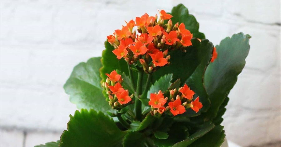 plantas con flores plantas con flores