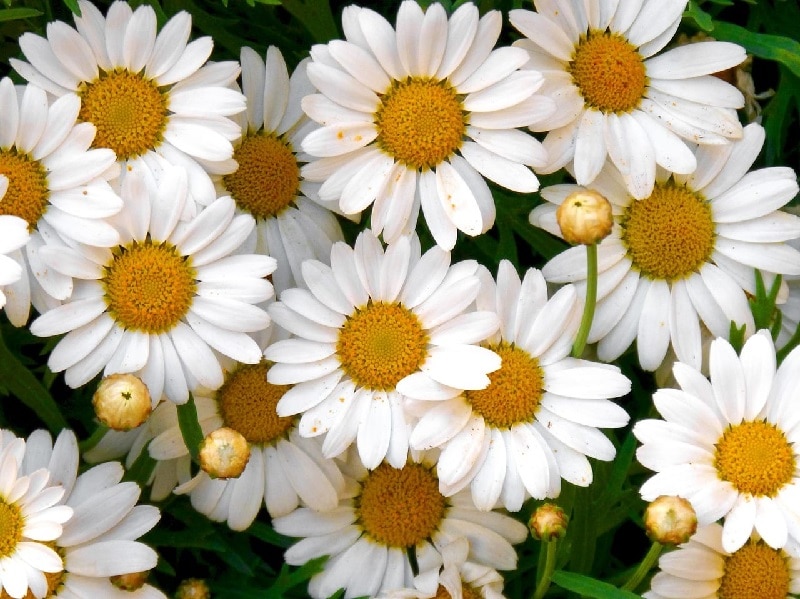 plantas de verano plantas de verano