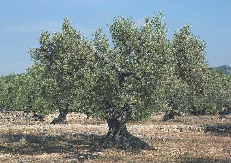 plantas de verano plantas de verano