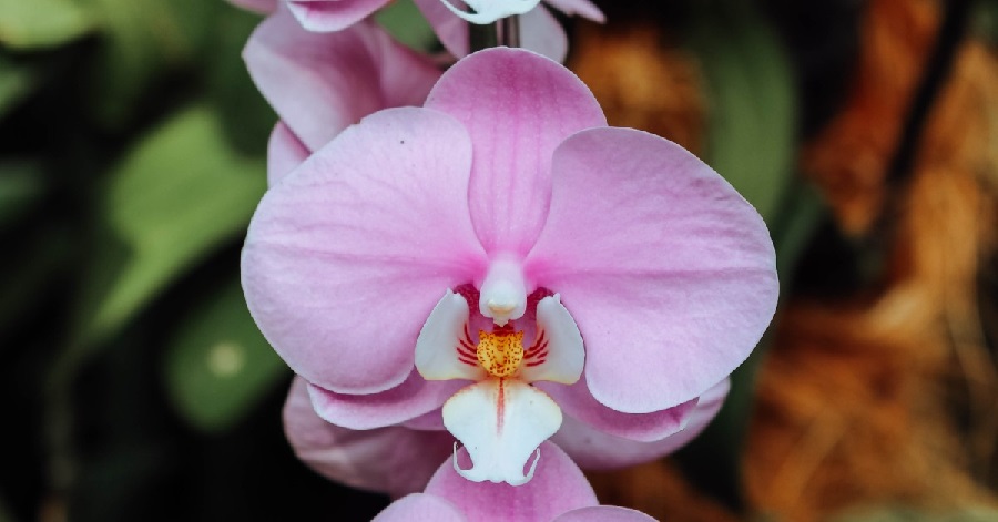 plantas con flores plantas con flores