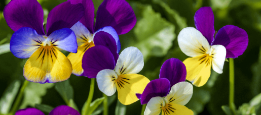 pensamientos tricolor