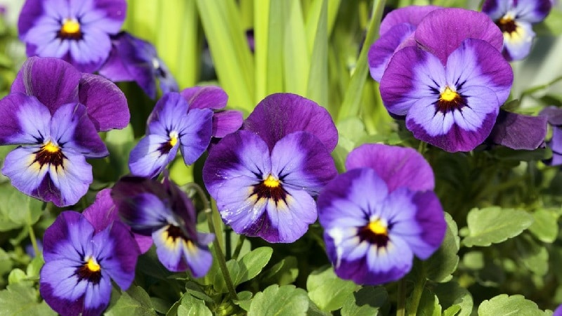 plantas de verano plantas de verano