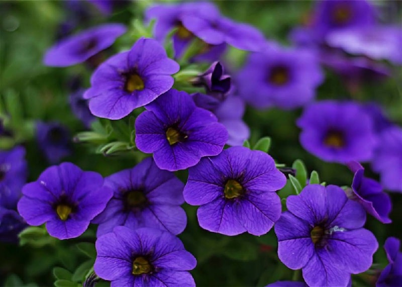 plantas de verano plantas de verano