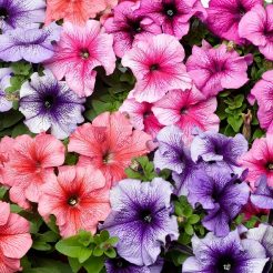 petunias