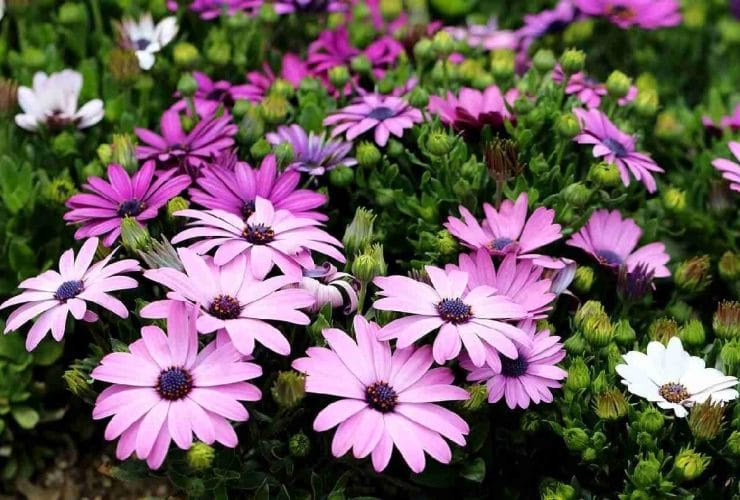 plantas con flores