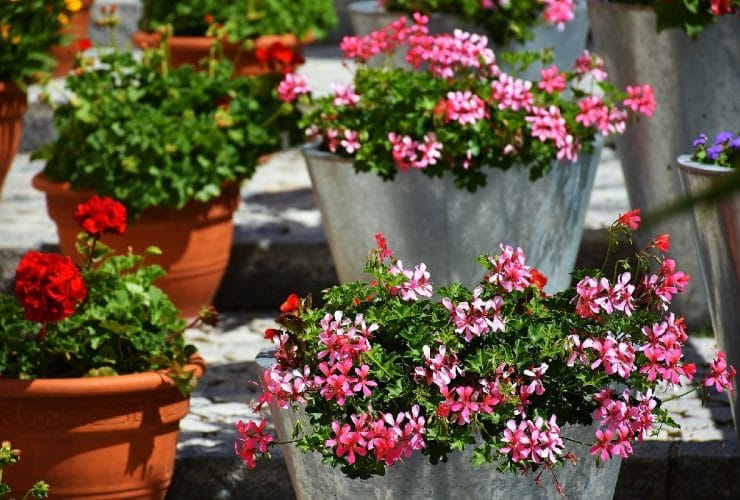 plantas de verano