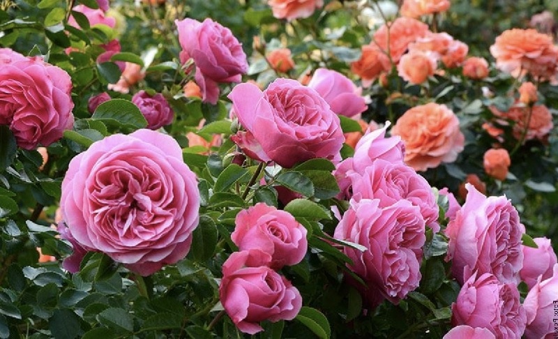 plantas de verano plantas de verano