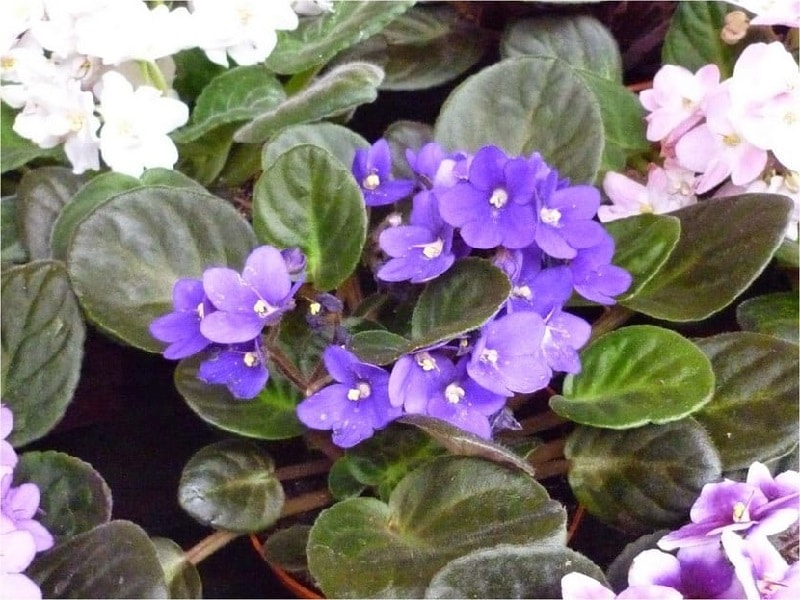 violeta africana