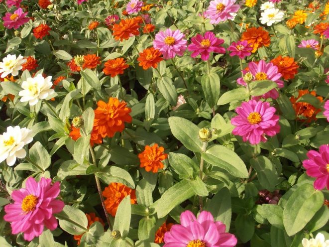 zinnia-jardin