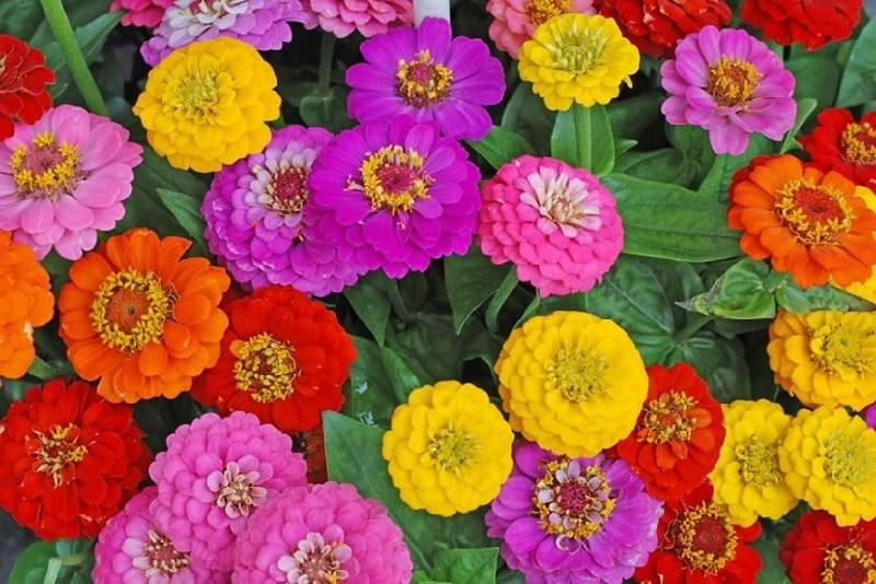 plantas de verano plantas de verano