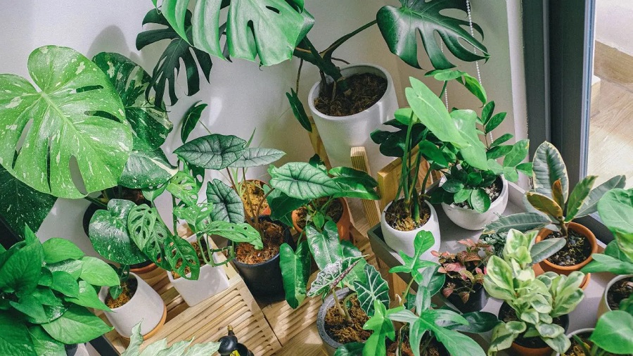 vinagre para las plantas