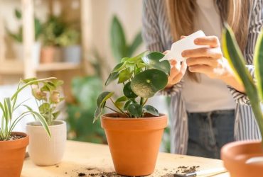 vinagre en plantas de interior