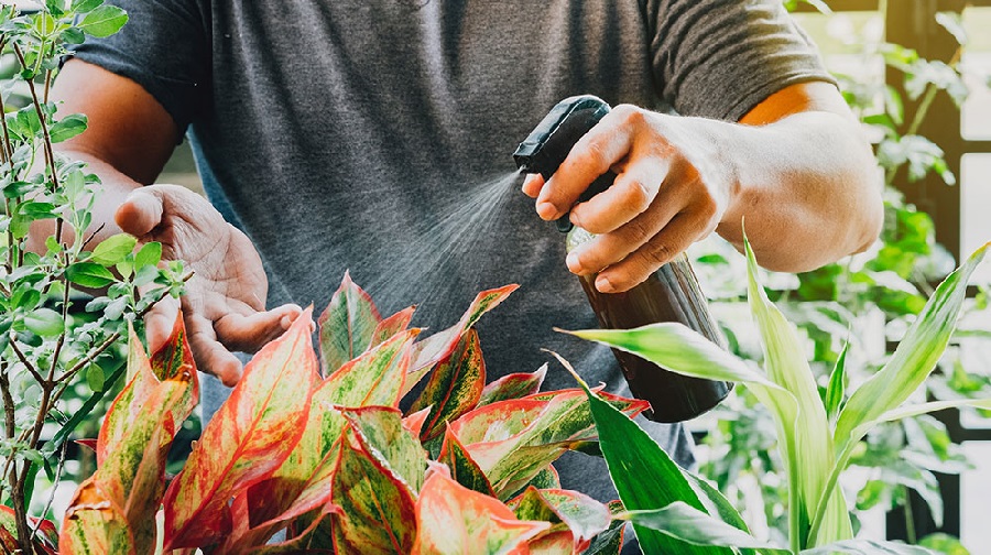 vinagre para las plantas