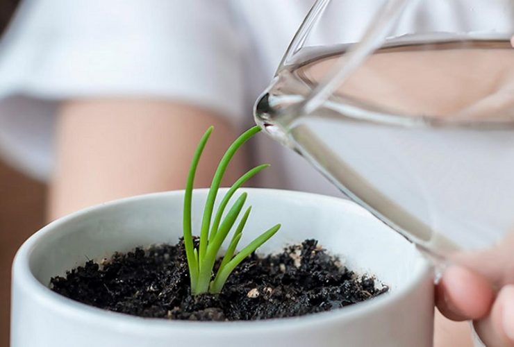 plantas que necesitan agua